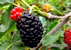 桑葚吃多了会中毒吗 什么人不适合吃桑葚