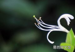 金银花可以泡酒吗 金银花泡酒的功效