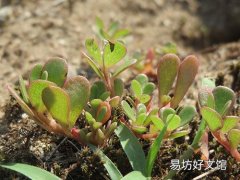 马齿苋泡澡功效与作用 马齿苋洗澡怎么做