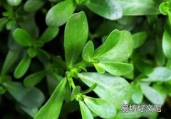 马齿苋可以做面膜吗 马齿苋做面膜的功效