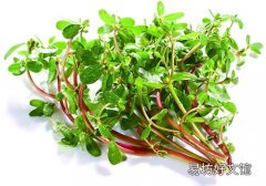 马齿苋是马兰头吗