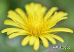 蒲公英枸杞能一起泡吗