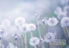 蒲公英会导致流产吗