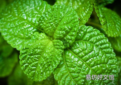 荨麻疹洗澡用什么洗 15种荨麻疹患者洗澡止痒中药方