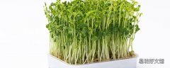 豆芽可以生吃吗 豆芽吃了拉肚子怎么回事