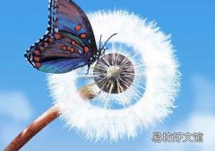 蒲公英泡水喝会过敏吗 喝蒲公英水过敏症状