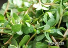 马齿苋怎么治白斑 马齿苋治疗白斑要注意什么
