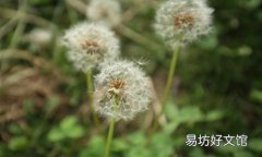 蒲公英泡水治痔疮吗 有痔疮能喝蒲公英泡水吗