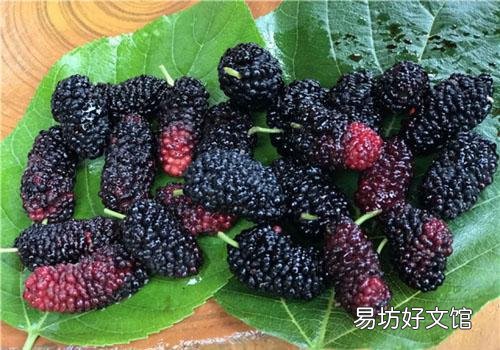 桑葚吃多了会拉肚子吗 吃桑葚吃多了拉肚子怎么办