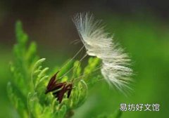 蒲公英茶能放糖吗