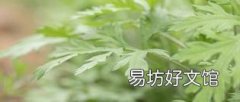 艾草对孕妇有没有影响 怀孕几个月可以吃艾叶煮鸡蛋