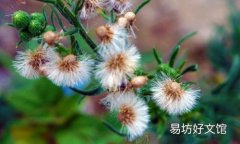 用蒲公英水给宝宝洗澡 用蒲公英洗澡能治宝宝湿疹吗