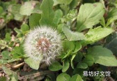 蒲公英茶能治乳腺增生吗 乳腺增生多久喝一次蒲公英