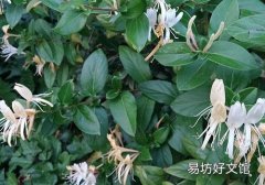 金银花能降血糖吗 血糖高能喝金银花吗