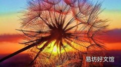 喝蒲公英茶对前列腺炎有用吗 蒲公英泡水治前列腺吗