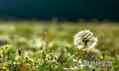 蒲公英能治口臭吗 治疗口臭的4个小窍门