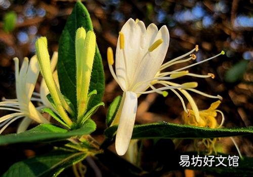 金银花发霉了还能喝吗 金银花发霉了怎么办