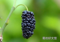 桑葚来月经可以吃吗 能吃多少？吃多了有什么影响？