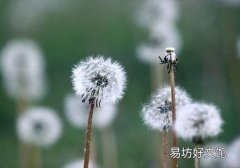 蒲公英茶可以天天喝吗
