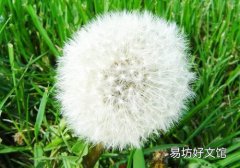 蒲公英如何晒干保存 蒲公英要晒干吗