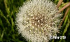 蒲公英怎么吃效果最好 蒲公英的吃法大全