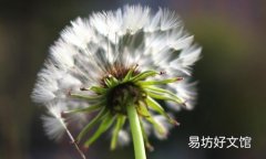 蒲公英不能和什么一起泡水喝 这种食物要注意了