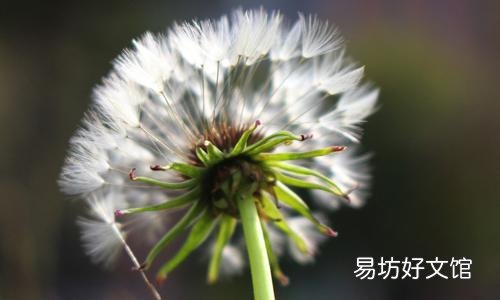 蒲公英不能和什么一起泡水喝 这种食物要注意了
