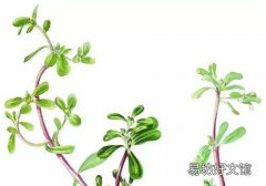 马齿苋能生吃吗 马齿苋生吃有什么好处