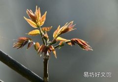 香椿为什么要焯水 香椿焯水多长时间