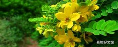 槐花能生吃吗 槐花生吃会脸肿吗