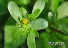 马齿苋对什么病最有效 平凡的野草竟有奇佳的疗效
