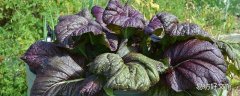 芥菜不能和什么一起吃 海带芥菜粥可以吃吗
