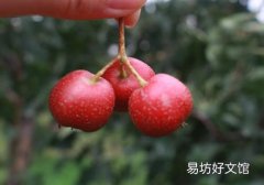 山楂能治高血压吗 山楂可以降血压吗
