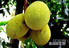 菠萝蜜和榴莲有什么区别