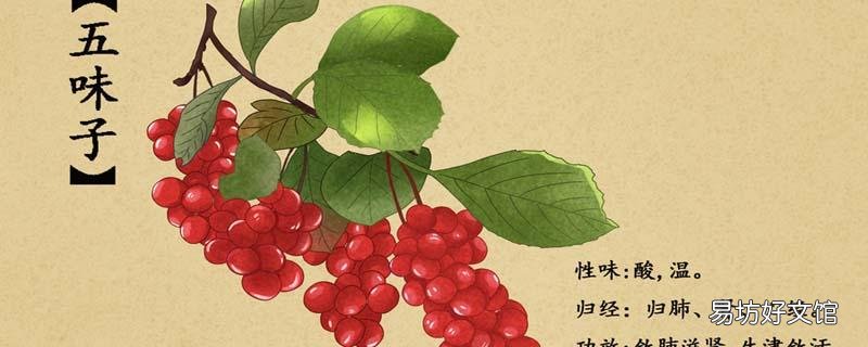 五味子能长期泡水喝吗 五味子直接吃好还是泡水喝好