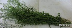 地菜煮蛋煮多久最好 地菜煮蛋怎么做