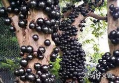 樹葡萄可以泡酒嗎 樹葡萄泡酒要泡多久