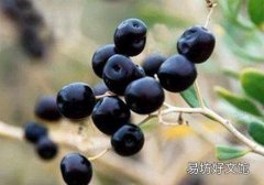 女性能喝黑枸杞嗎 女性可以長期喝黑枸杞嗎