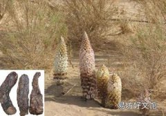 肉苁蓉泡酒上火吗 喝肉苁蓉酒上火怎么办