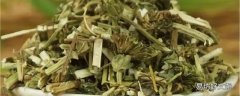 益母草治疗崩漏带下吗 崩漏能喝益母草吗