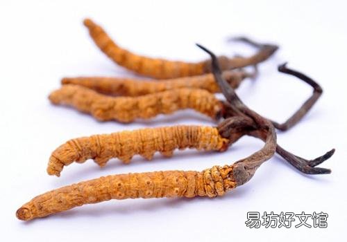 冬虫夏草会上火吗 这样吃可能会上火!