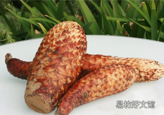 肉苁蓉可以生吃吗 肉苁蓉怎么食用