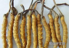 冬虫夏草可以煮粥吗 冬虫夏草煮粥怎么煮