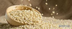 糙米需要提前泡吗 糙米饭热量比米饭更高为何还能减肥