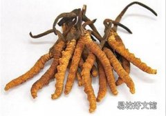 冬虫夏草能治哮喘吗 哮喘患者平时如何保健