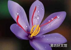藏红花可以避孕吗 喝藏红花会导致不孕吗