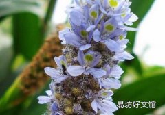 夏枯草能治高血压吗 夏枯草降血压怎么吃