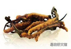 冬虫夏草吃多久才有效果 冬虫夏草能天天吃吗