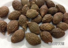 胖大海雪梨茶的功效 胖大海雪梨茶怎么做