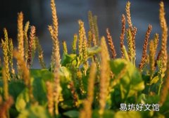 车前草能治前列腺炎吗 车前草治前列腺炎多久见效